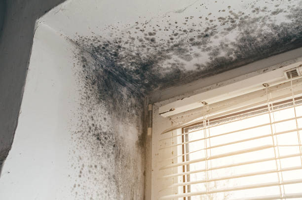 Affordable Mold Remediation solutions in Oceanport, NJ